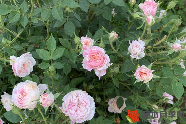 1729752005635352.jpg 月季灌根是什么意思