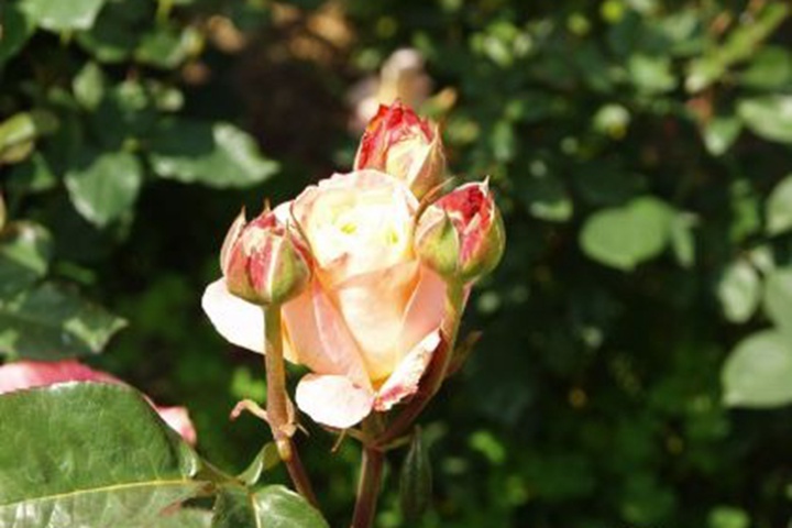 1729824479104528.jpg 粉底 Foundation