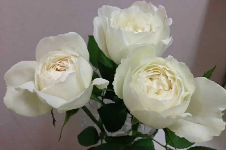1729824779171642.jpg DD白