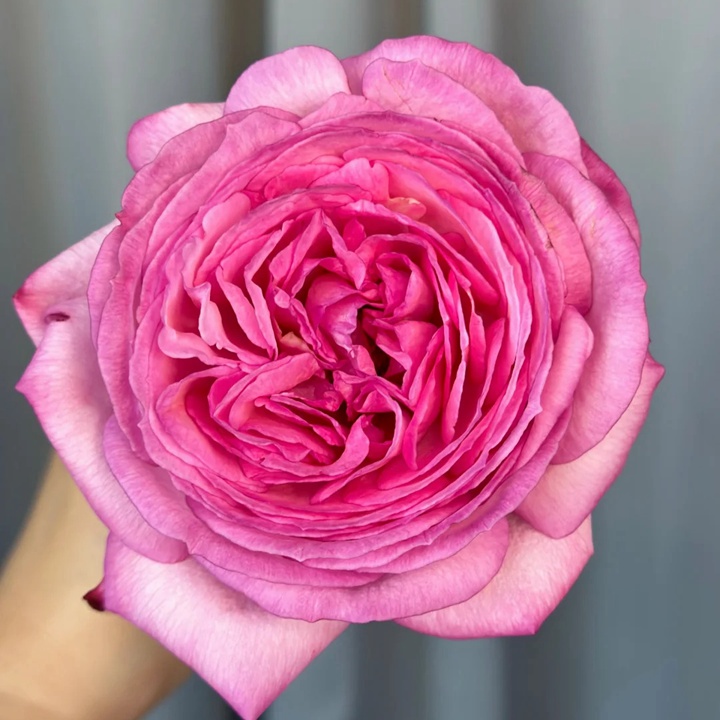 1729923251147186.jpg 伊芙妖艳Ensorcelant