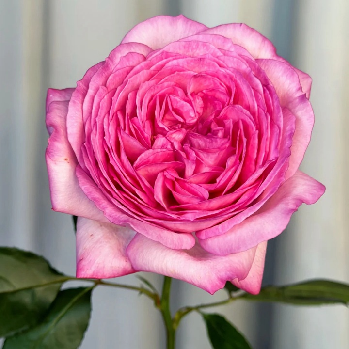 1729923251465232.jpg 伊芙妖艳Ensorcelant