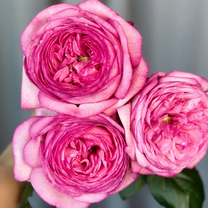 1729923251715570.jpg 伊芙妖艳Ensorcelant
