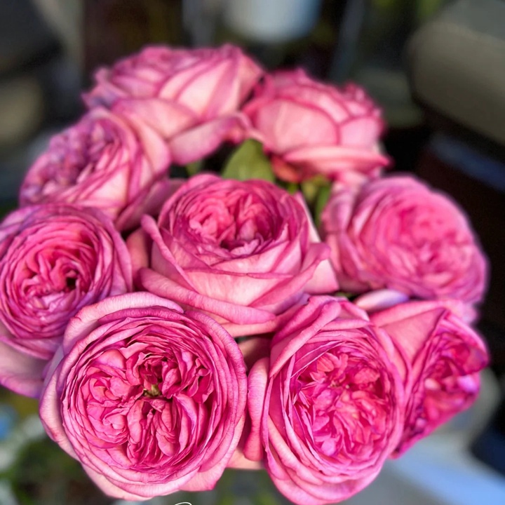 1729923251805178.jpg 伊芙妖艳Ensorcelant