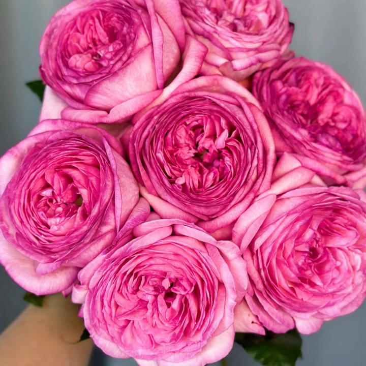 1729923251880197.jpg 伊芙妖艳Ensorcelant