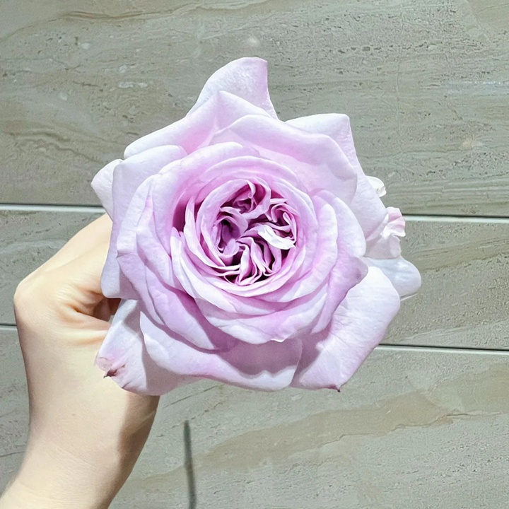 1729923729207114.jpg 广藿香玫瑰