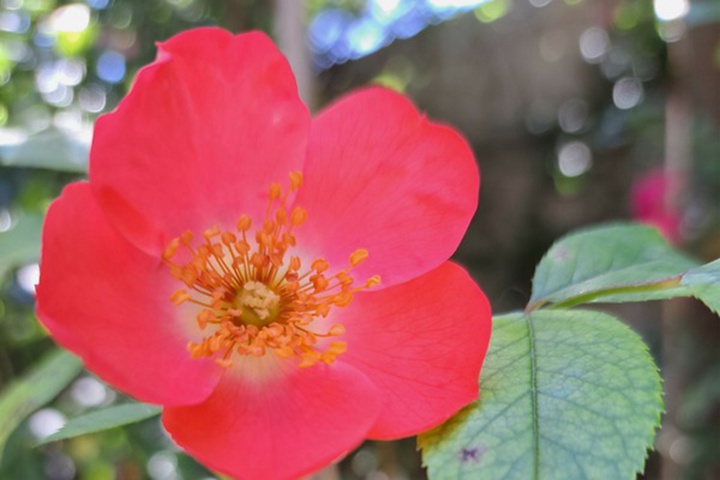 1729925180460227.jpg 珊瑚美兰地/阿姆斯特芬 Coral Meidiland