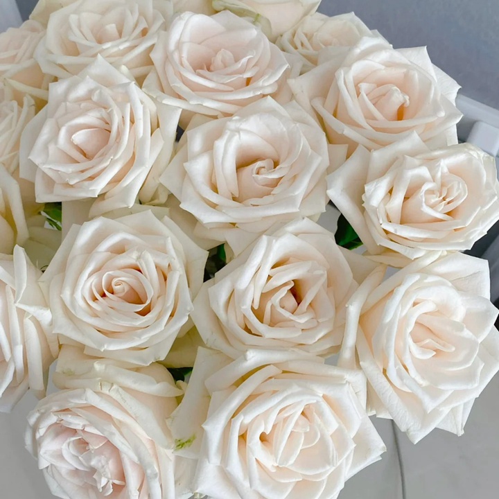 1729925497717248.jpg 芬德拉Vende la