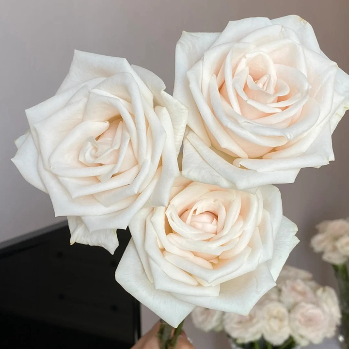 1729925497776046.jpg 芬德拉Vende la