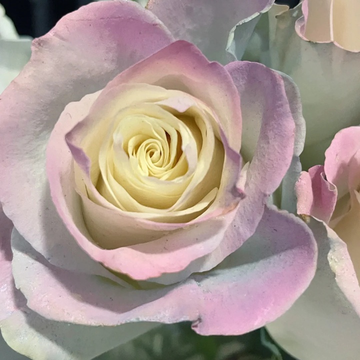 1729926200837103.jpg 欧若拉极光 Aurora Roses Bouquet