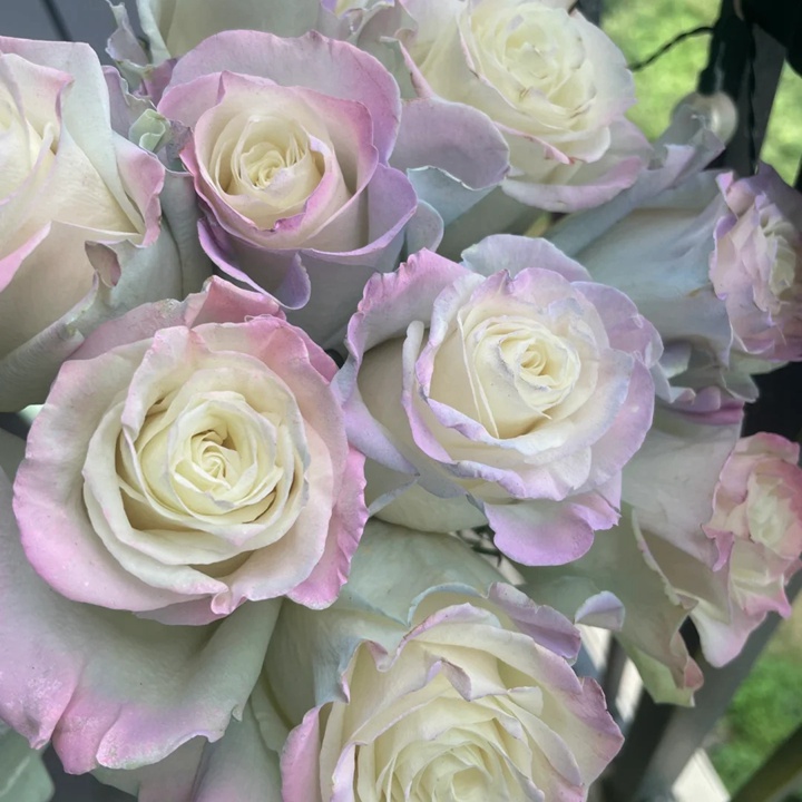 1729926201757527.jpg 欧若拉极光 Aurora Roses Bouquet