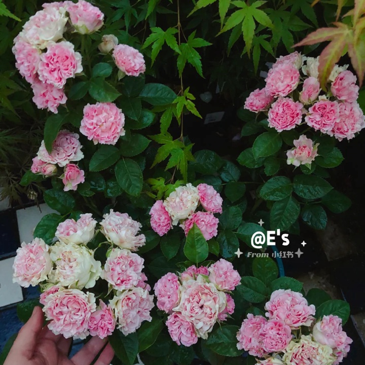 1730101594275359.jpg 甜蜜派