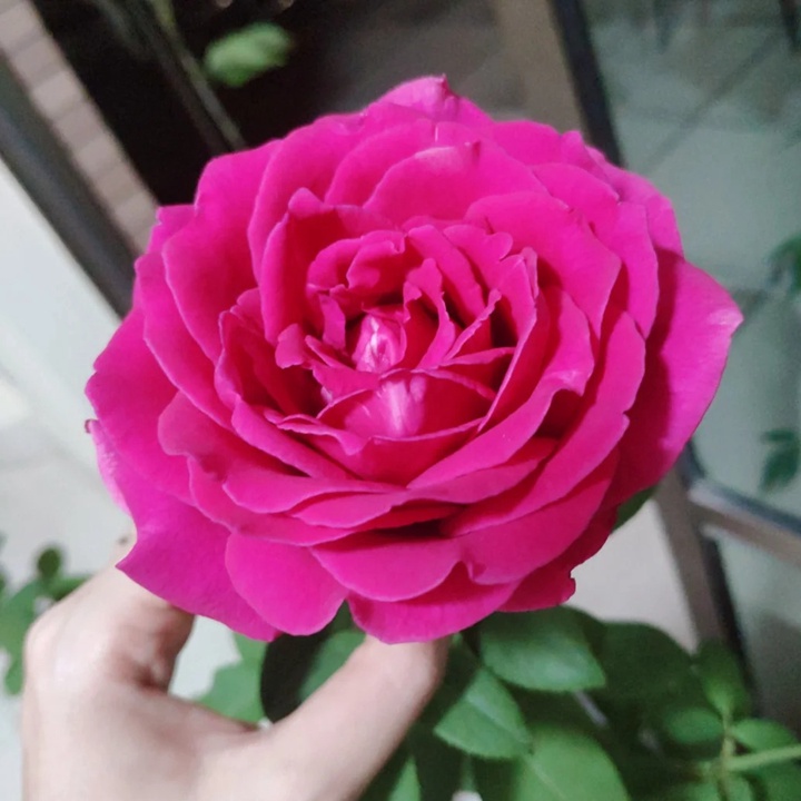 1730169441550720.jpg 悠久的约定月季花径多大