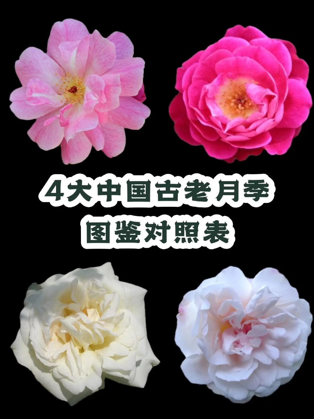 1730170599215489.jpg 中国古老月季四大老种是哪四个?