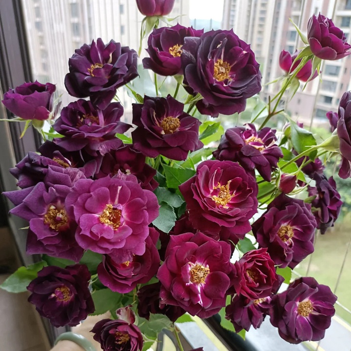 1730171165340231.jpg 月季午夜深蓝花色会变吗
