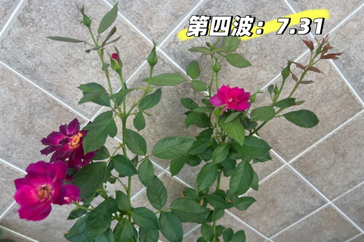 1730171165547642.jpg 月季午夜深蓝花色会变吗