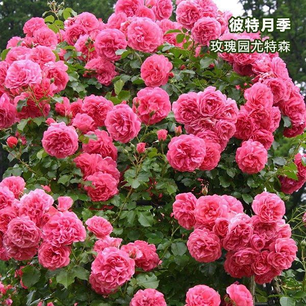 1730339213506720.jpg 玫瑰园尤特森月季介绍