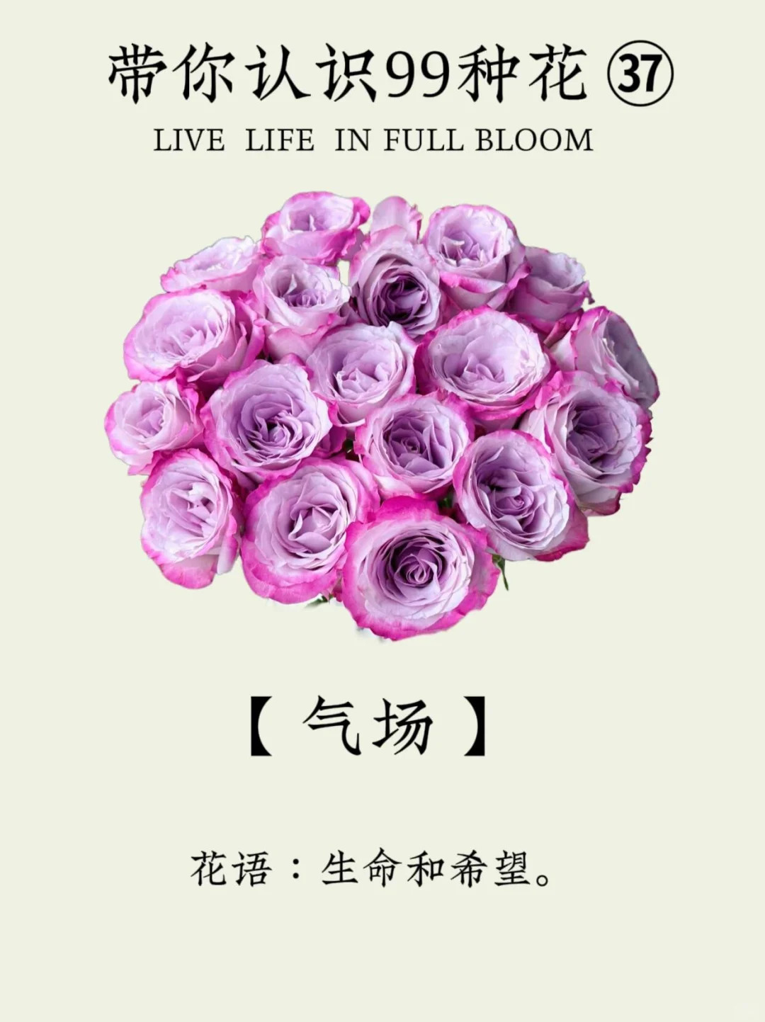 1730339687902422.jpg 气场玫瑰是高端还是低端切花