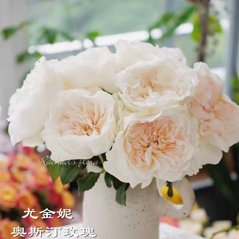 1730341784859913.jpg 尤金妮月季藤本还是灌木