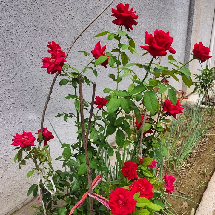 1730425763970421.jpg 梅朗口红月季耐晒吗
