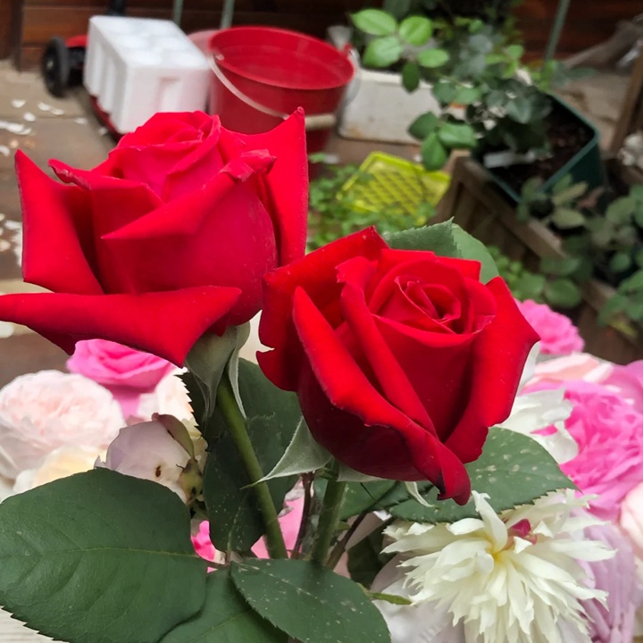 1730429265471902.jpg 月季温斯顿是一季花吗