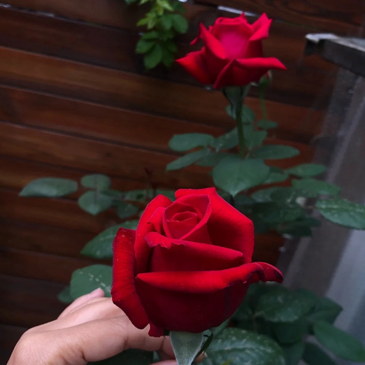 1730429265586309.jpg 月季温斯顿是一季花吗