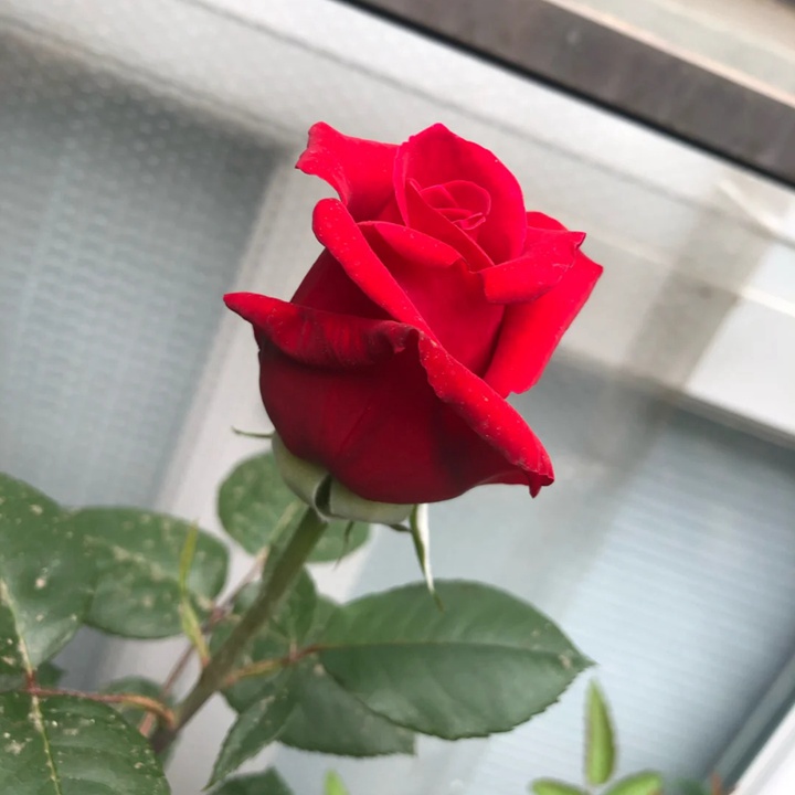 1730429266621782.jpg 月季温斯顿是一季花吗