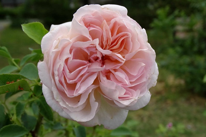 1730445545730581.jpg 辛白林 Cymbeline