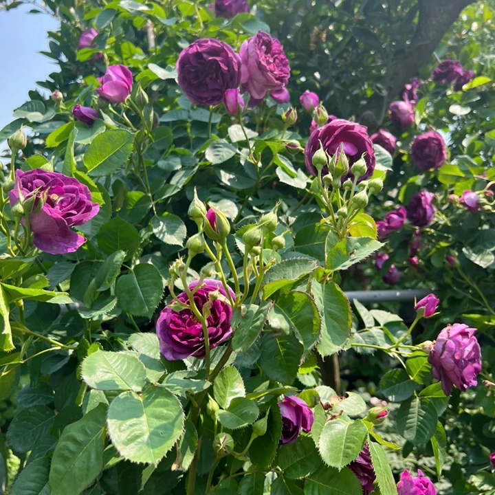1730512139922572.jpg 比利时月季被淘汰了吗