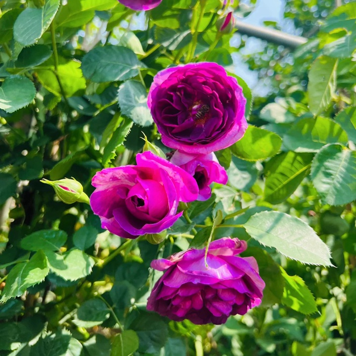 1730512612745106.jpg 奥秘与比利时月季哪个好