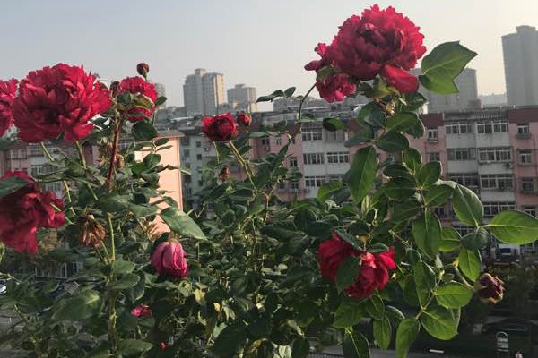 1730528800586843.jpg 真彩230月季的优缺特点