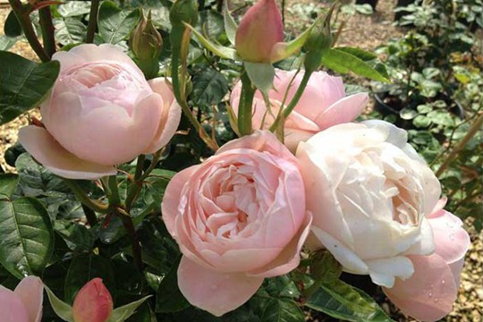 1730701371659450.jpg 维希月季的花期和开花量