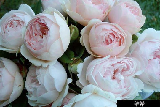 1730701864793398.jpg 维希月季的花期和开花量
