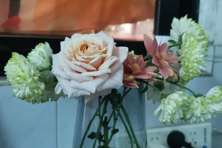 1730770995261855.jpg 园丁老班月季在广东表现