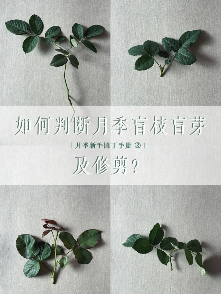 1730773469379614.jpg 月季盲枝盲芽修剪图解