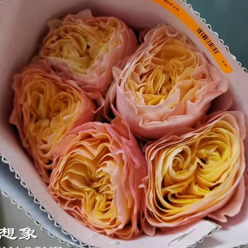 1730785533923712.jpg 想象力月季四季开花吗