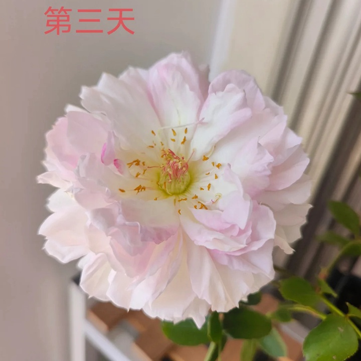 1730870818277769.jpg 玛莎月季花一朵花能开多久