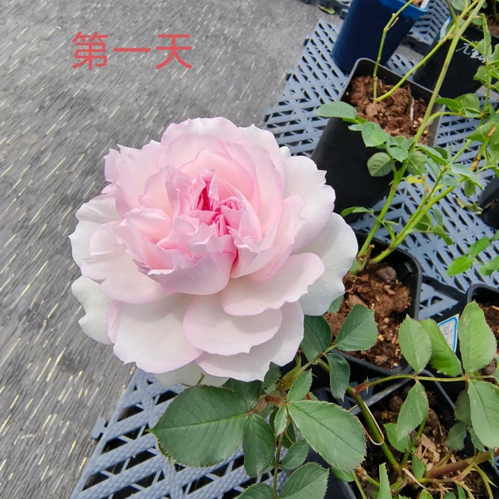 1730870818854463.jpg 玛莎月季花一朵花能开多久