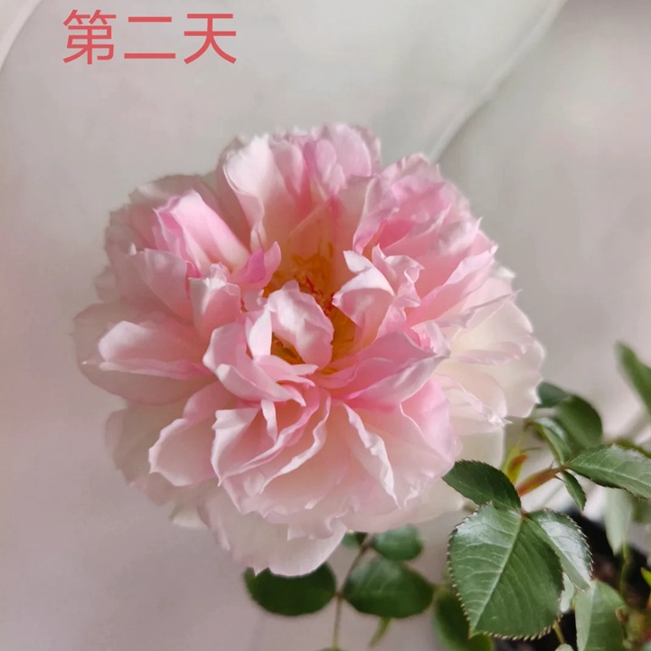 1730870818950310.jpg 玛莎月季花一朵花能开多久
