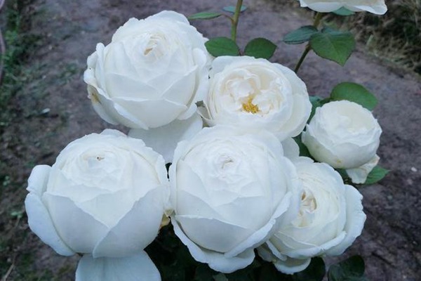 1730876971735167.jpg 婚礼之路一年能开几次花