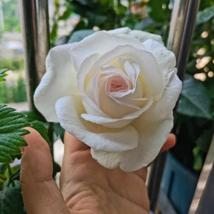 1730945986162544.jpg 月季珍妮莫罗和婚礼之路有什么区别