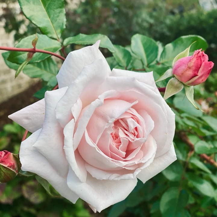 1730947709171896.jpg 怦然心动月季单花期几天