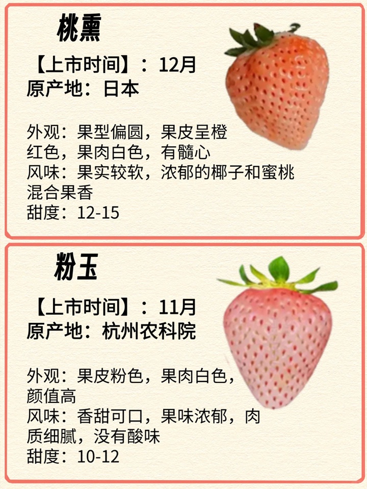 1731029251871541.jpg 常见的12种草莓品种介绍