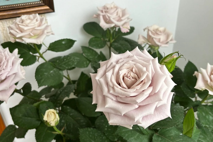 1731031093117193.jpg 月季曼塔值得入吗