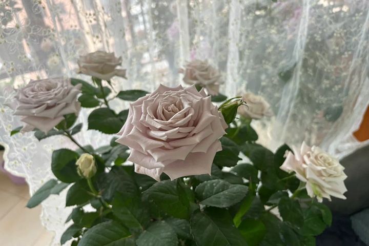 1731031093435055.jpg 月季曼塔值得入吗