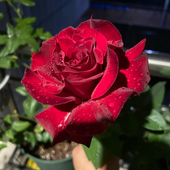 1731049578824542.jpg 红丘月季是大花还是小花