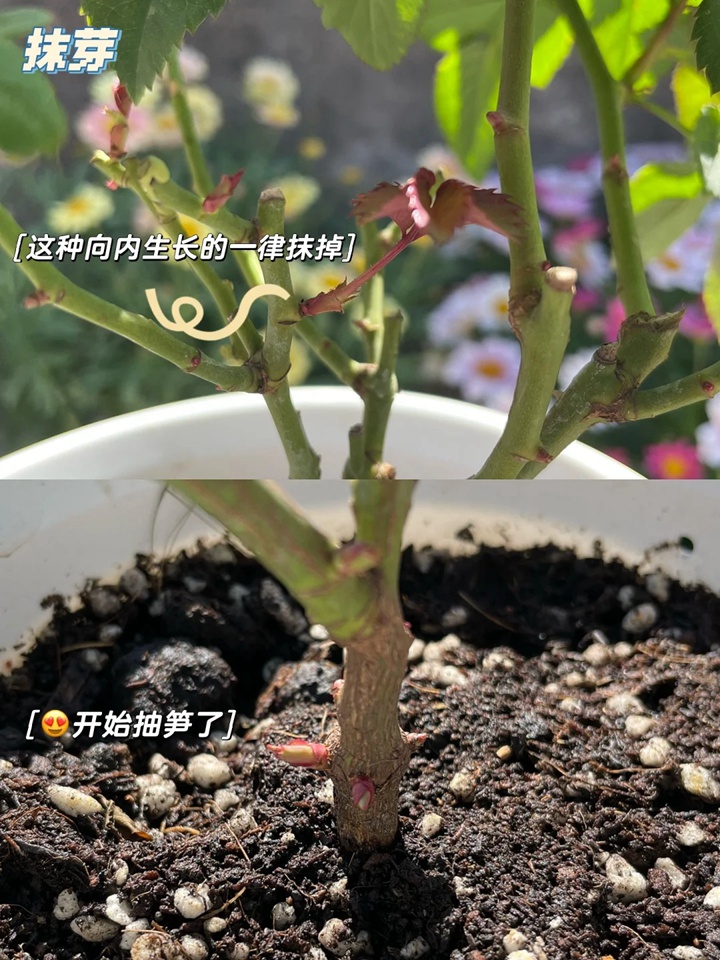 1731115546335527.jpg 果汁阳台月季怎么修剪(详细图解)