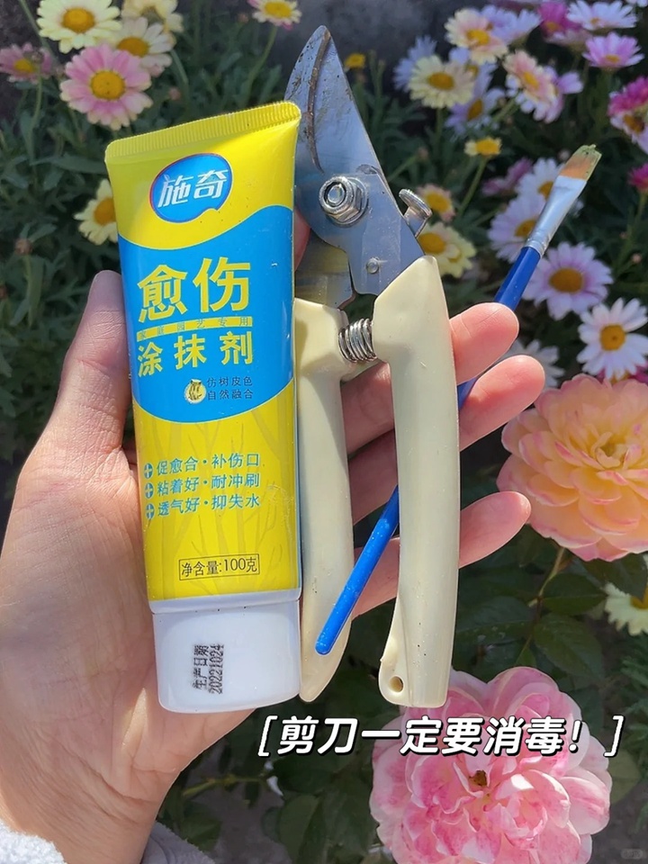 1731115546453293.jpg 果汁阳台月季怎么修剪(详细图解)