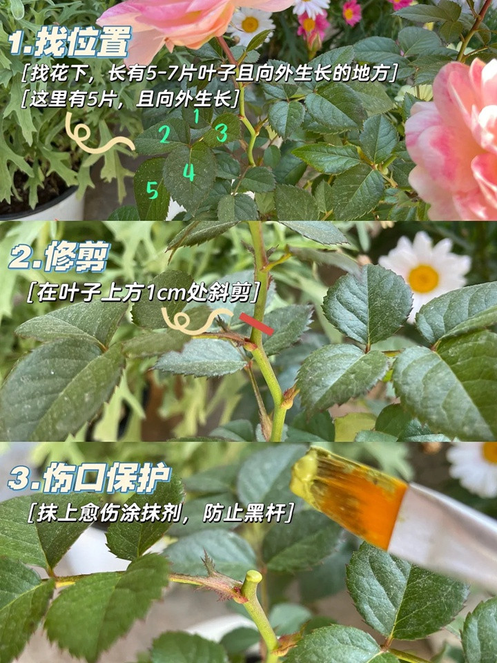 1731115546553772.jpg 果汁阳台月季怎么修剪(详细图解)