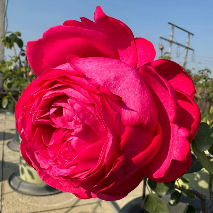 1731131888367643.jpg 伊芙卡尔曼月季怎么样