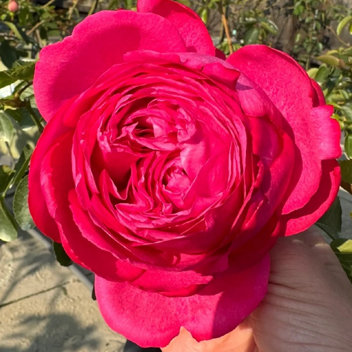 1731131888470390.jpg 伊芙卡尔曼月季怎么样